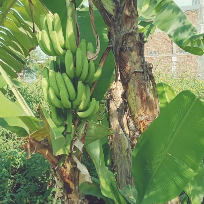 bibit pisang ambon mini MMZ