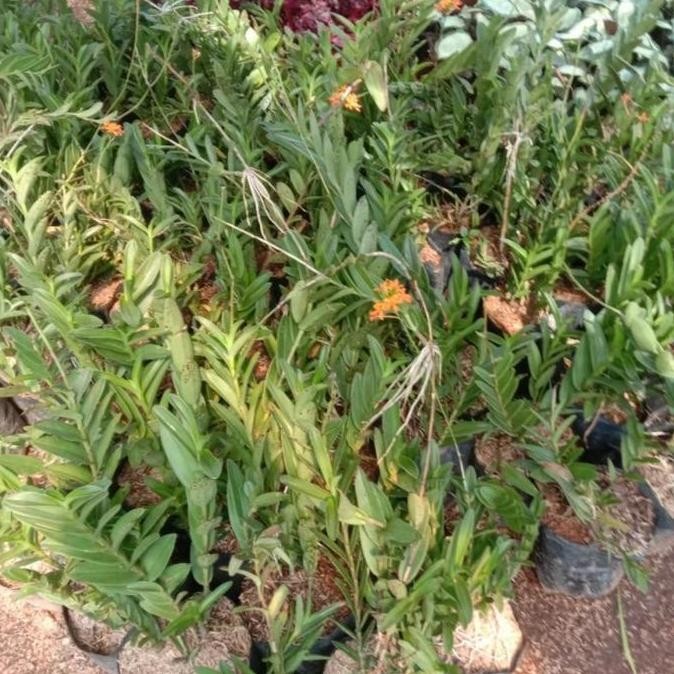 Anggrek tanah/tanaman anggrek tanah epidendrum