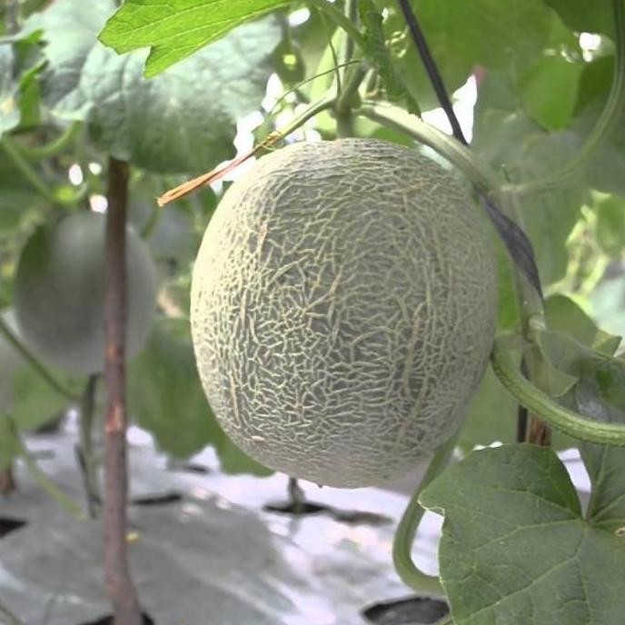 

fresh AB Mix Nutrisi Hidroponik Melon Agrifam 1 Liter