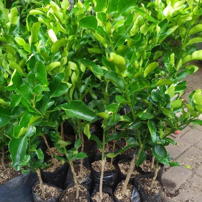 

fresh Tanaman jeruk purut