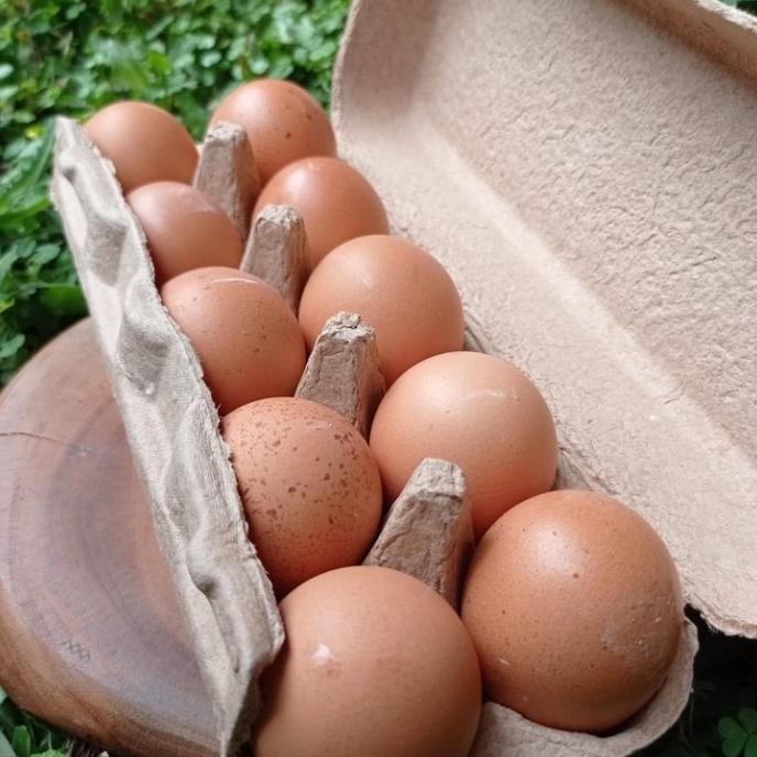 

(Expert) Telur Ayam Negri Probiotik Golden Immune Egg 10 Butir /