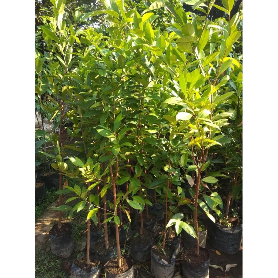 fresh Pohon salam lebih tinggi