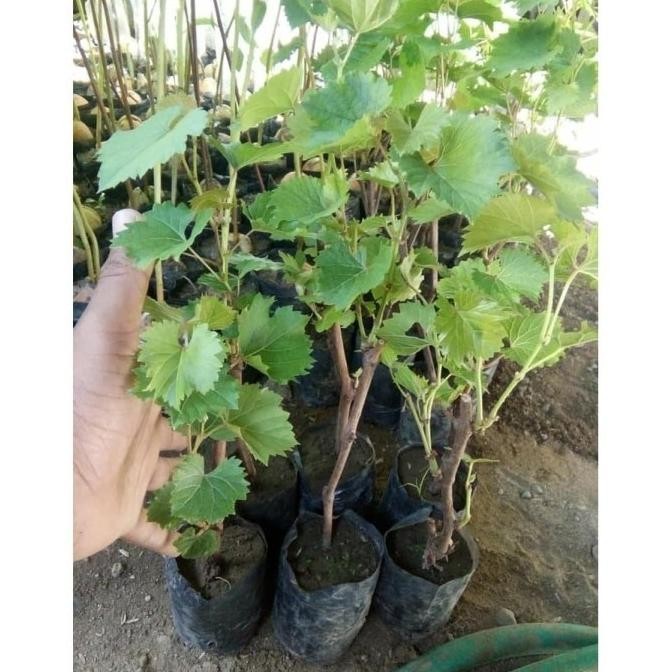 Paling Laris Bibit Anggur Hijau Pohon Anggur Hijau Buah Anggur Hijau