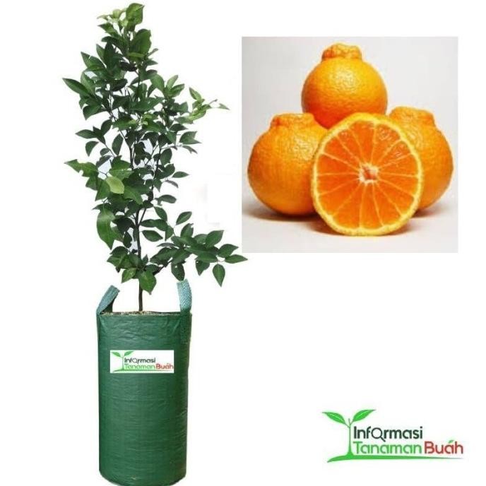 SALE BIBIT JERUK DEKOPON BIBIT TANAMAN BUAH JERUK DEKOPON POHON JERUK