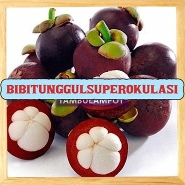Bibit Tanaman Buah manggis biji kecil Okulasi Stek Cangkok Unggul