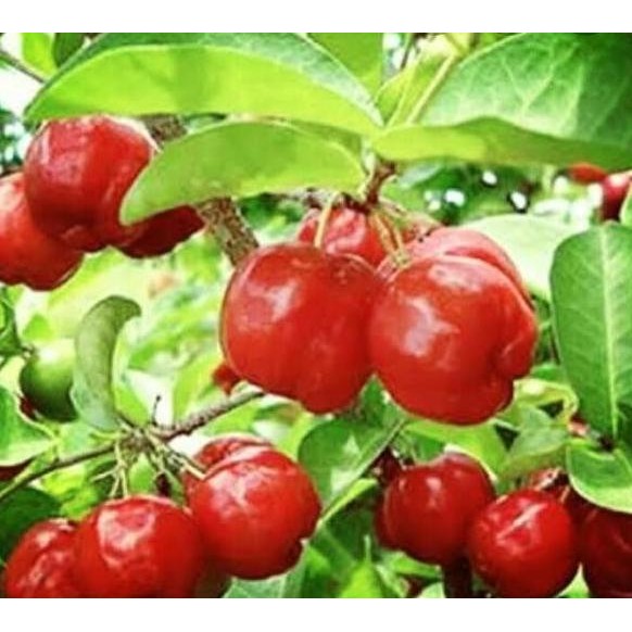 BIBIT Tanaman CERI BARBADOS VIETNAM Pohon Buah Unggul Cepat Berbuah