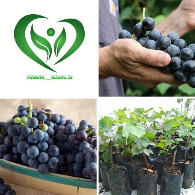 promo terbatas bibit tanaman anggur hitam tanpa biji pohon anggu