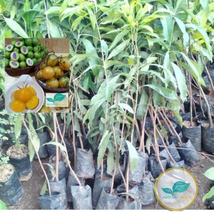 Bibit pohon buah gandaria/Tanaman buah gandaria