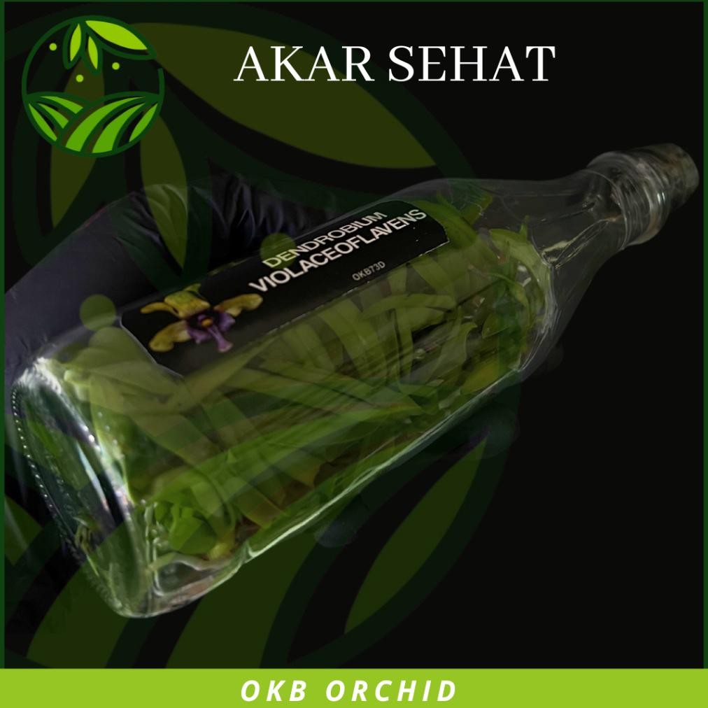 Anggrek Botolan Dendrobium Violaceoflavens Bibit Anggrek Dendro Besi Anggrek Besi