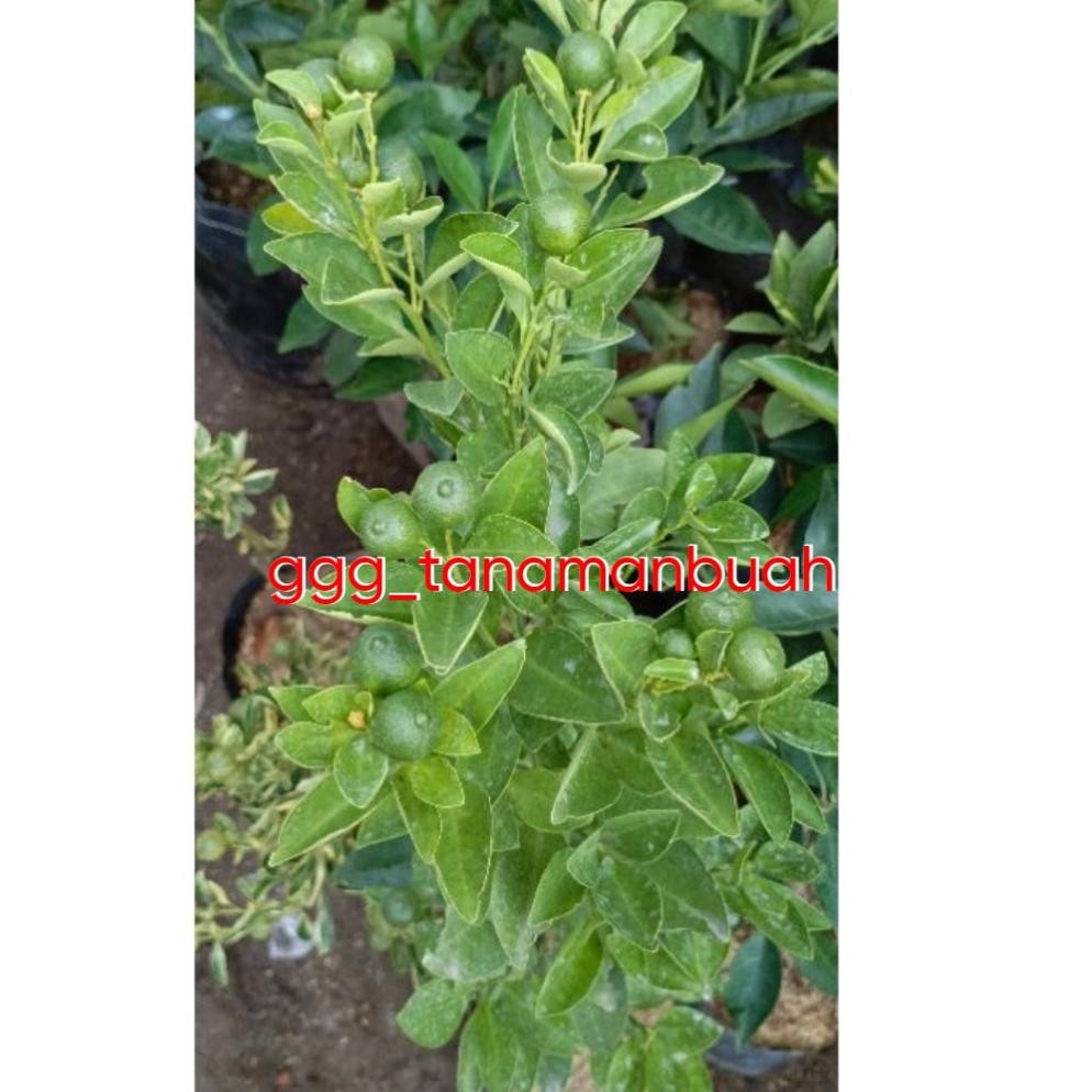 Bibit Jeruk Kasturi/Es Sudah Berbuah Spesial