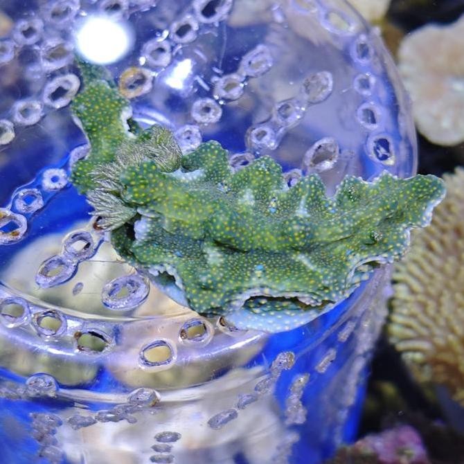 Jolly Green Giant Nudibranch Lintah Hijau Aquarium Laut