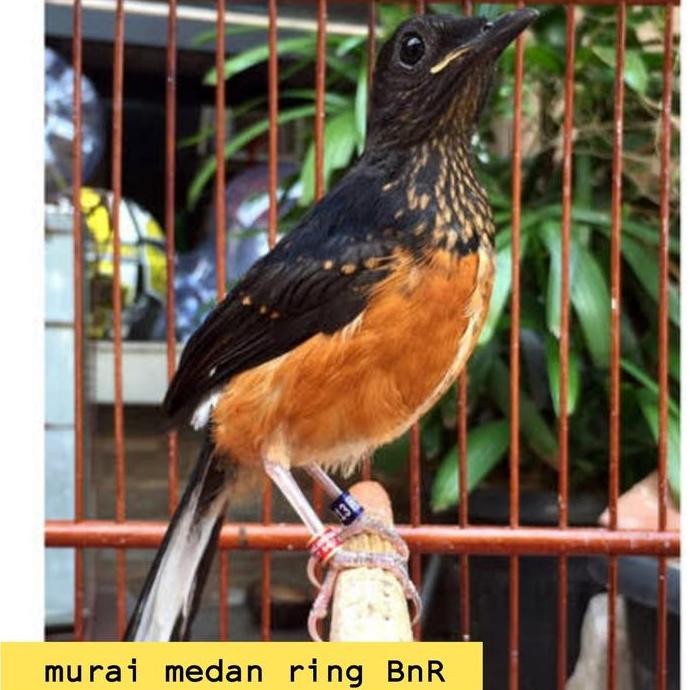 burung murai medan trotol jantan trah prestasi ring BnR
