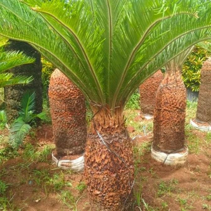 Terlaris Pohon Palem Sikas Besar Ready Stok