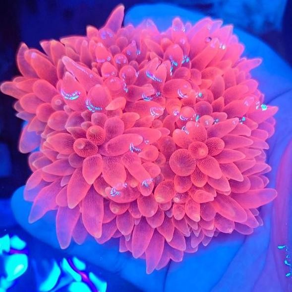 Anemon Jagung Merah Red Sweat Bta Aquarium Laut L Size Hias Cantik