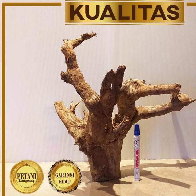 Kayu Aquascape Dahan Santigi Xl Non Akar Hiasan Aquarium Tanaman Air