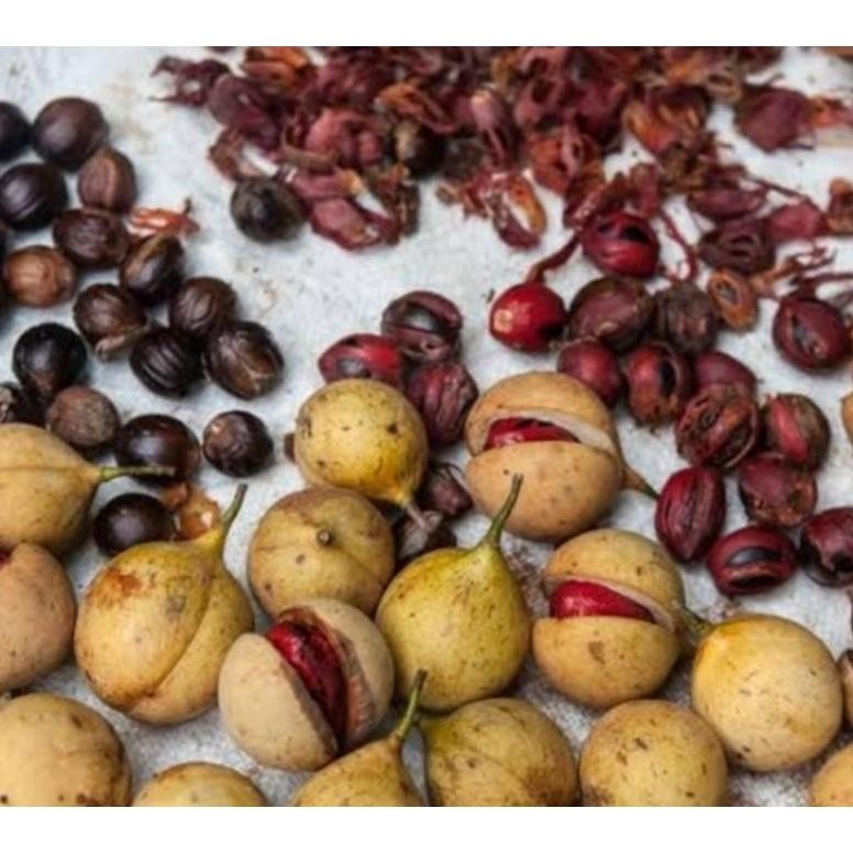 

BIJI PALA KERING KEMASAN 1 KG REMPAH BUMBU DAPUR RB10