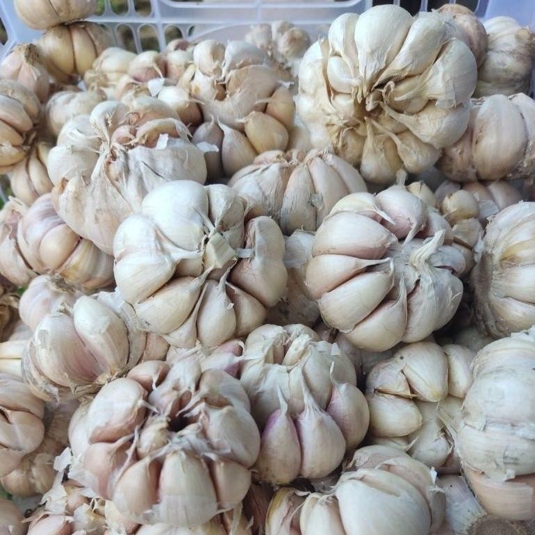 

1kg Bawang putih RB10