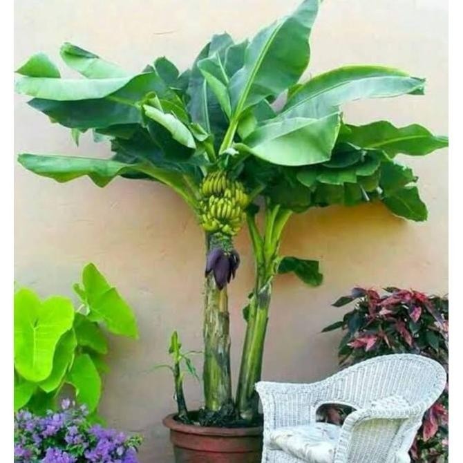 VIRAALL Bibit Tanaman Tabulampot Pisang Mini Asli MMZ