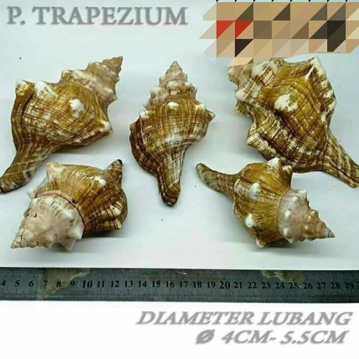 P Trapezium Besar Cangkang Shell Rumah Kelomang Keong Umang Kumang Natural Asli AST