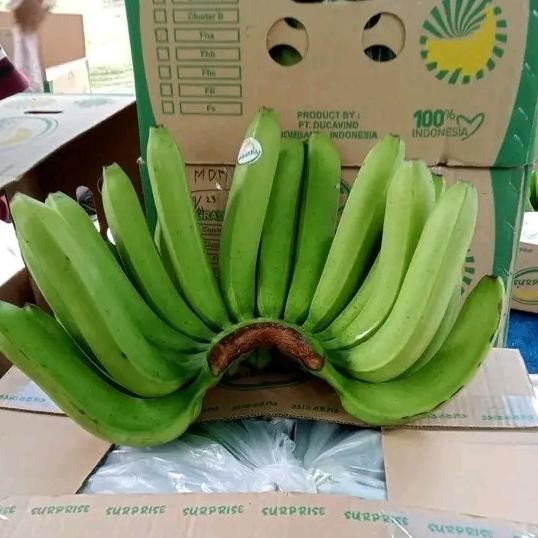 

paket 25 bibit pisang cavendish MMZ