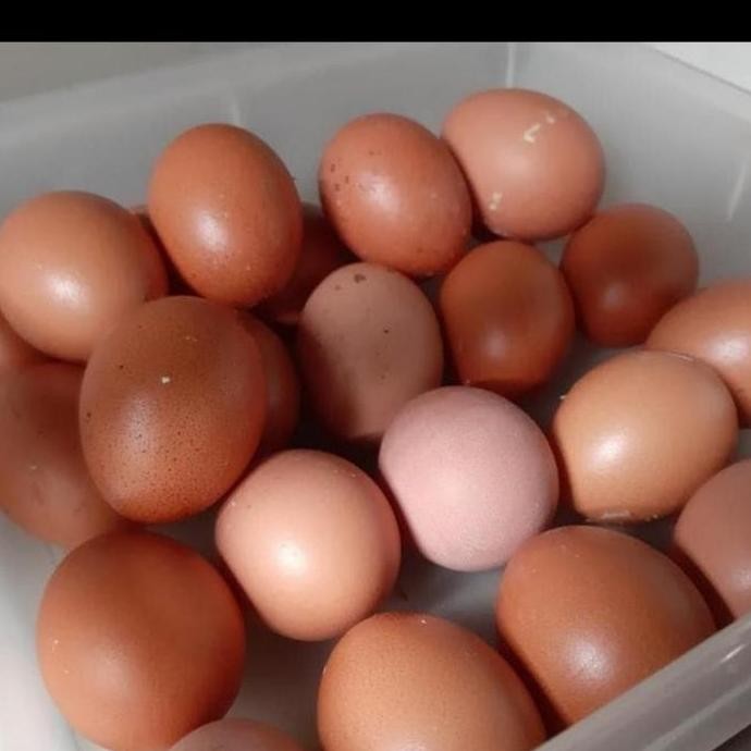 Pakan Komplit Pur ayam Petelur gold coin 105 unggas grosir [terbaik]