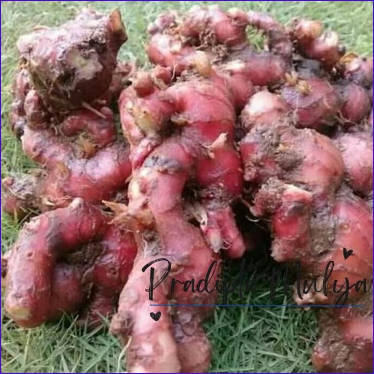 

Paling Murah.! Jahe Merah Fresh Ukuran Besar / Kemasan Rempah 1 Kg