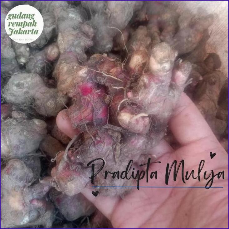 

Original..!! Jahe Merah 1 Kg Masih Ada Tanah Besar Dan Sedang