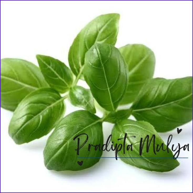

Buruan,.!! Daun Basil / Basil Leaves / Daun Basil Organik