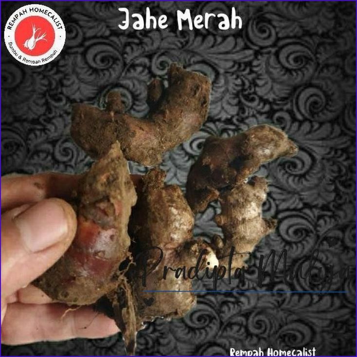 

Murah..!! Jahe Merah Kecil Segar 1Kg Rempah Minuman Tradisional
