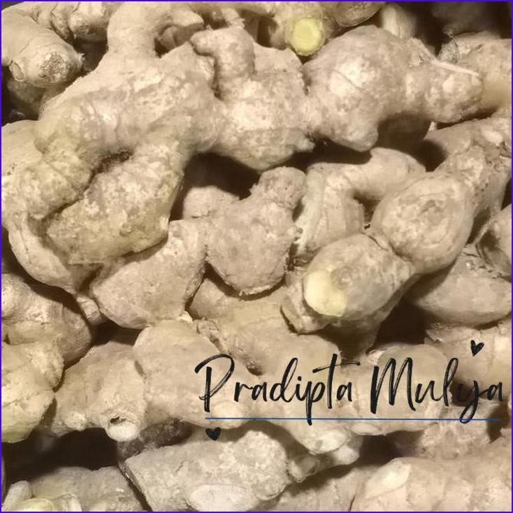

Masih Ready Jahe Putih Segar Ukuran Sedang 500 Gr / Jahei Gajah