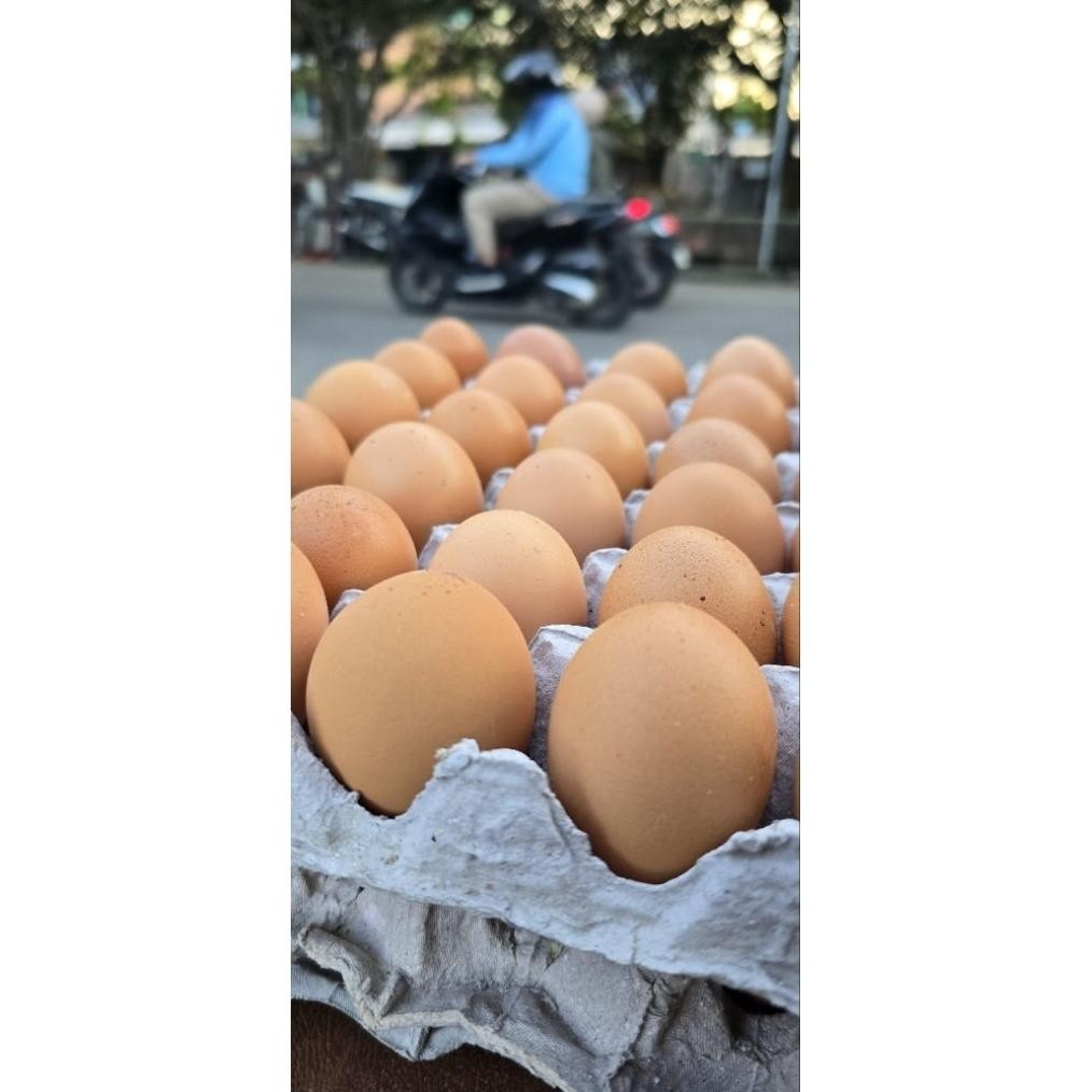 

TELUR AYAM NEGERI COKELAT 1 KG