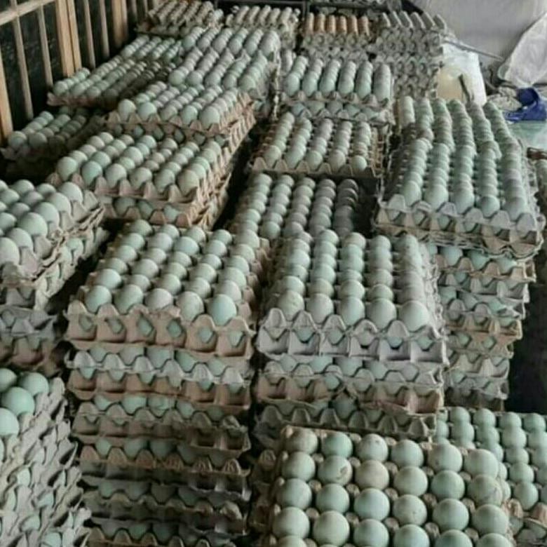 

TELUR ASIN MASIR BERMINYAK BERGIZI KUALITAS BESAR