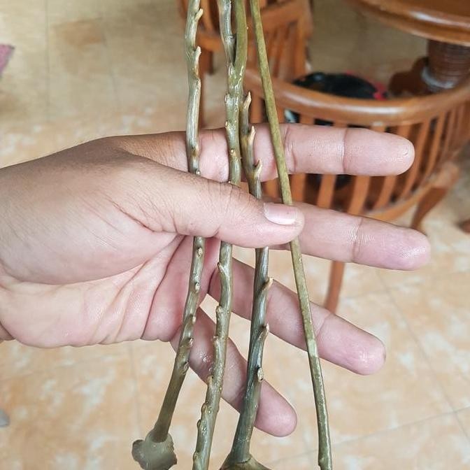 

ULI GADANG HIJAU DRAGON TUNGGAL BAHAN MEDIUM