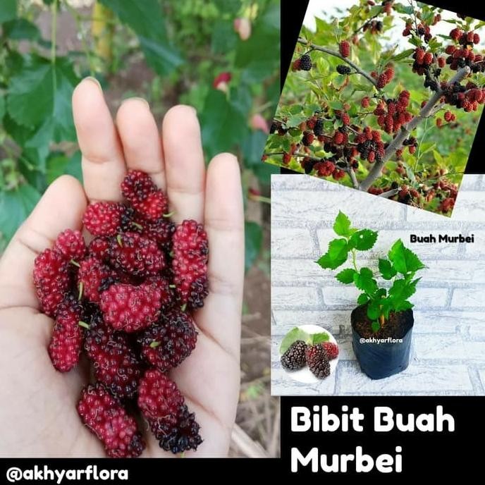 Tanaman Buah Murbei Bibit Buah Murbei FRESS