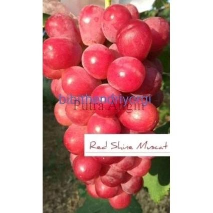 

BIBIT TANAMAN BUAH ANGGUR IMPORT RED SHINE MUSCAT GRAFTING ASLI VALID FRESS