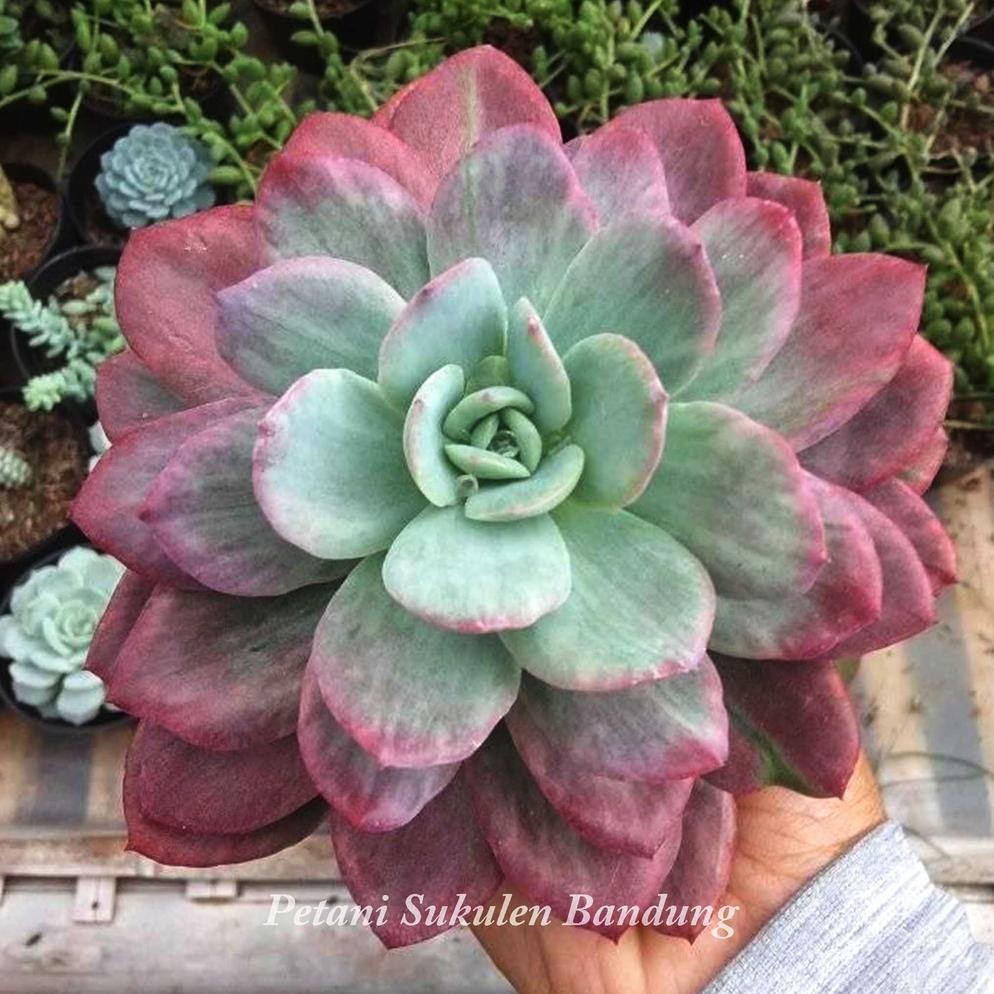 PAKET KAKTUS cactus JUMBO Sekulen Sukulen GRATIS POT & Media tanaman hias hidup *bukan plastik artif