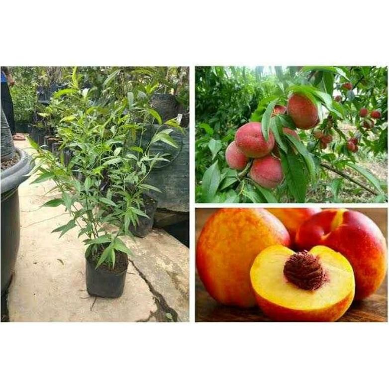 Bibit Buah Persik