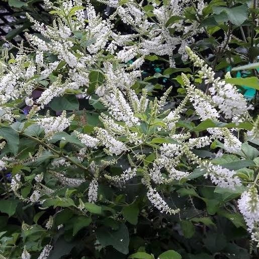 

bibit tanaman sweet almond bush wangi termurah