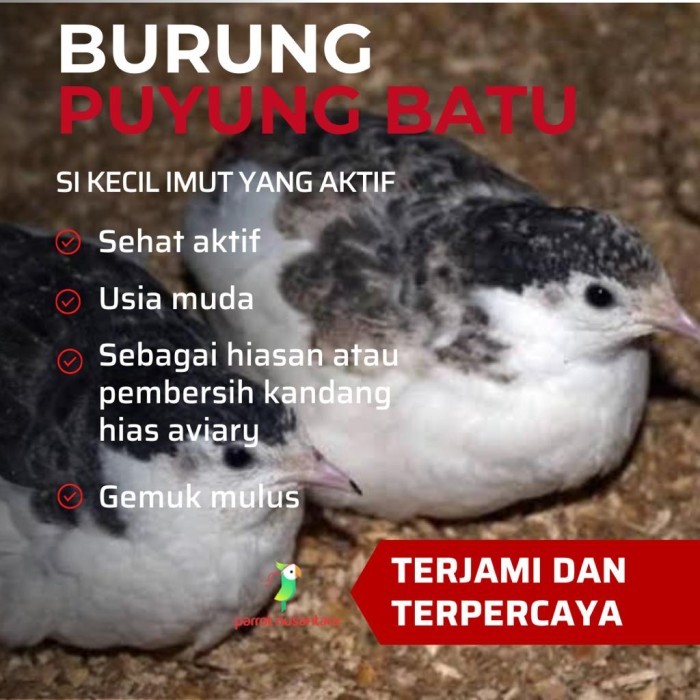 TERBARU Burung puyuh batu Hias aviary indukan anakan telur Fertil Siap Tetas