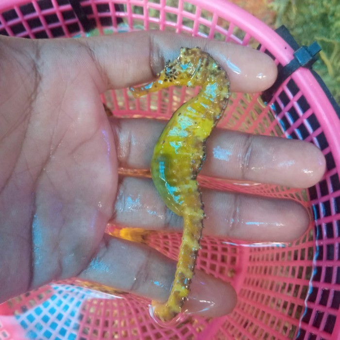 kuda laut kuning