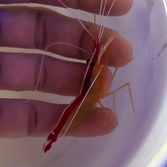TERBARU udang pelet hias laut - udang Dokter size Medium