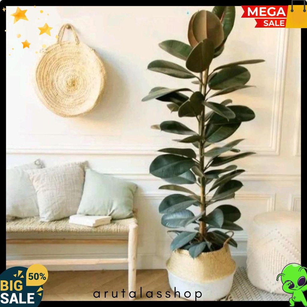 Tanaman Hias Rubber Plant Karet Kebo Merah Ficus Elastica Shivereana Diskon