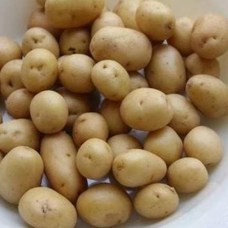 

Baby Potato / Kentang Rendang 1Kg Original
