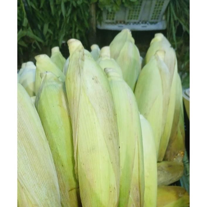 

Jagung Mani 5 G
