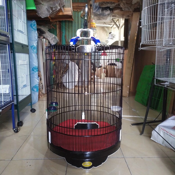 Kandang Burung Murai / kandang murai Rafi Jaya