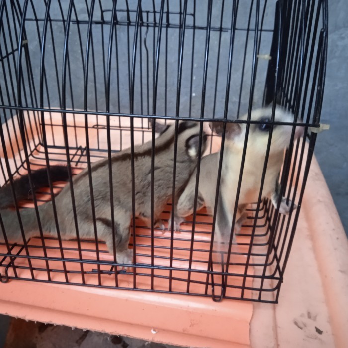 sugar glider cg, wf, leu, moza dewasa