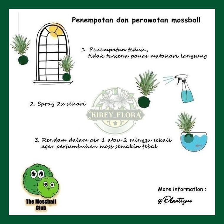 Mossball - Azalea Bonsai