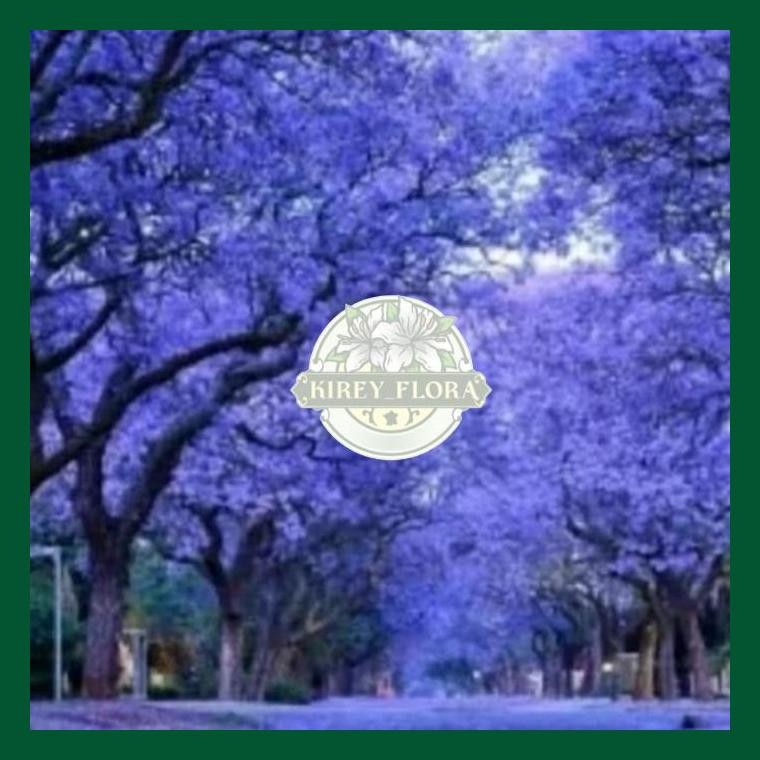 Tanaman Hias Pohon Tabebuya 2 Meter // Pohon Bunga Tabebuya