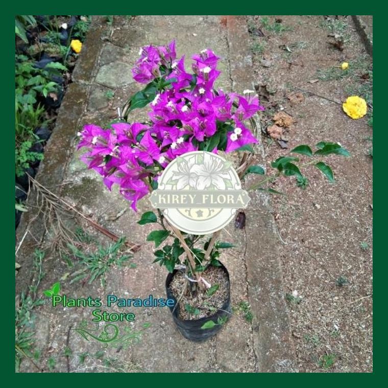 Bonsai Bougenville Bunga Kertas - Tanaman Bougenville Bunga Ungu