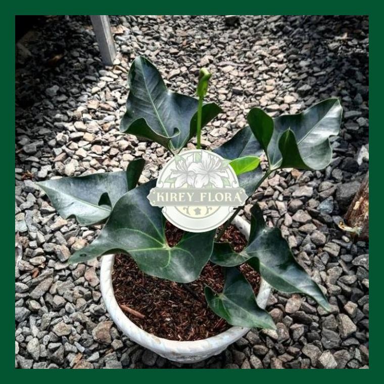 Tanaman Hias Anthurium Corong - Anthurium Corong Hias